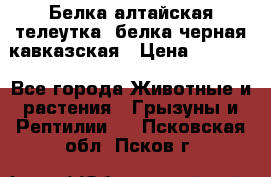 Белка алтайская телеутка, белка черная кавказская › Цена ­ 5 000 - Все города Животные и растения » Грызуны и Рептилии   . Псковская обл.,Псков г.